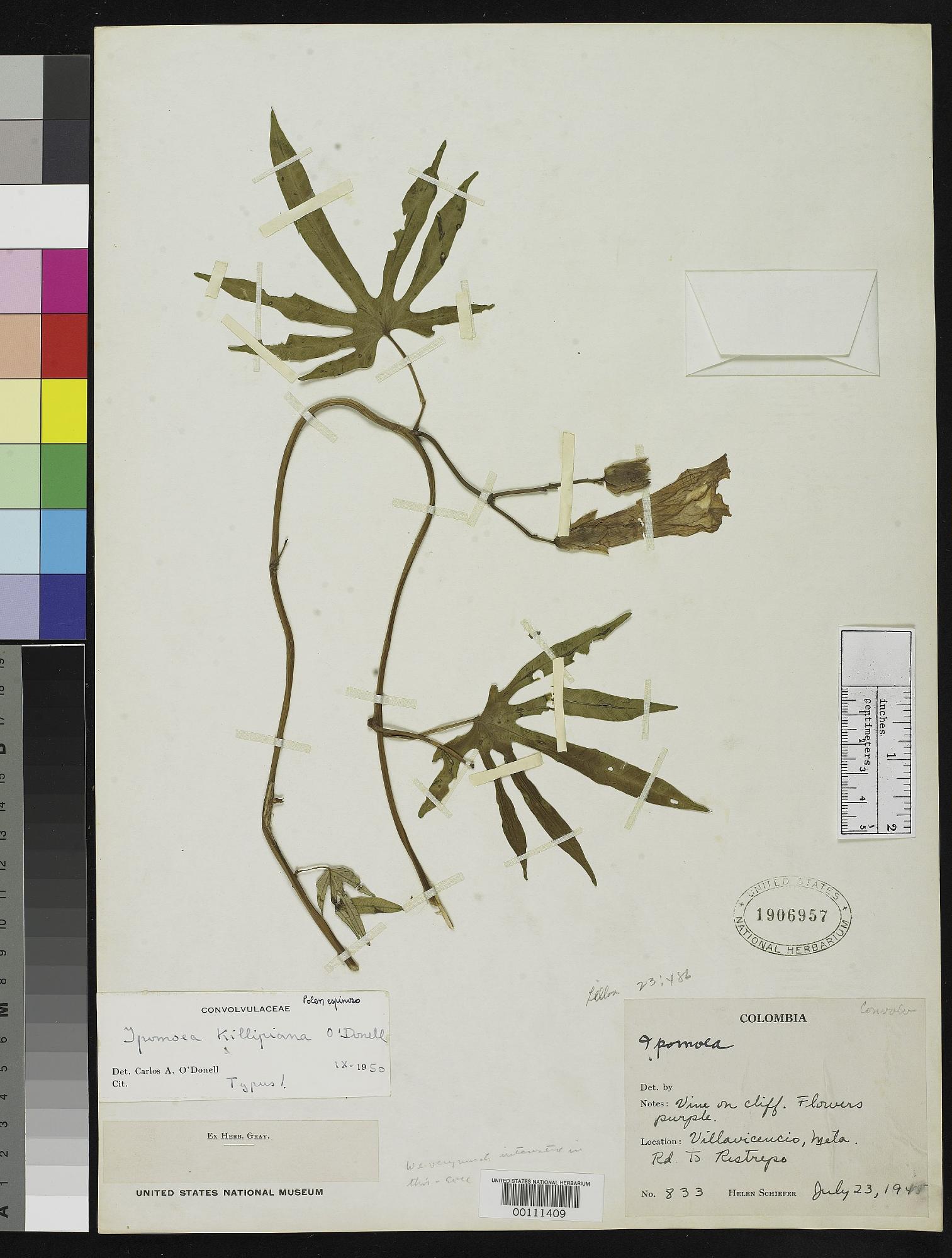 Ipomoea killipiana