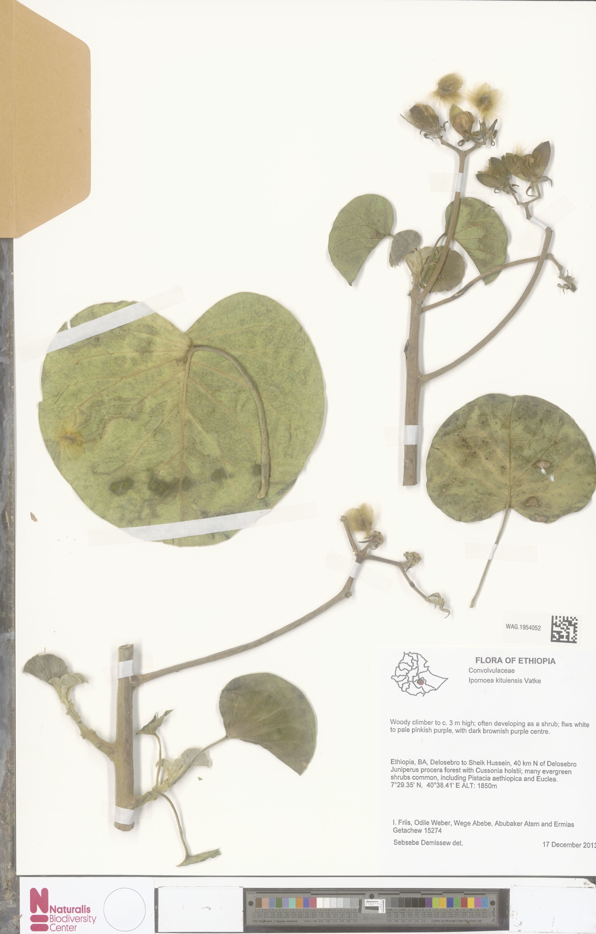 Ipomoea kituiensis
