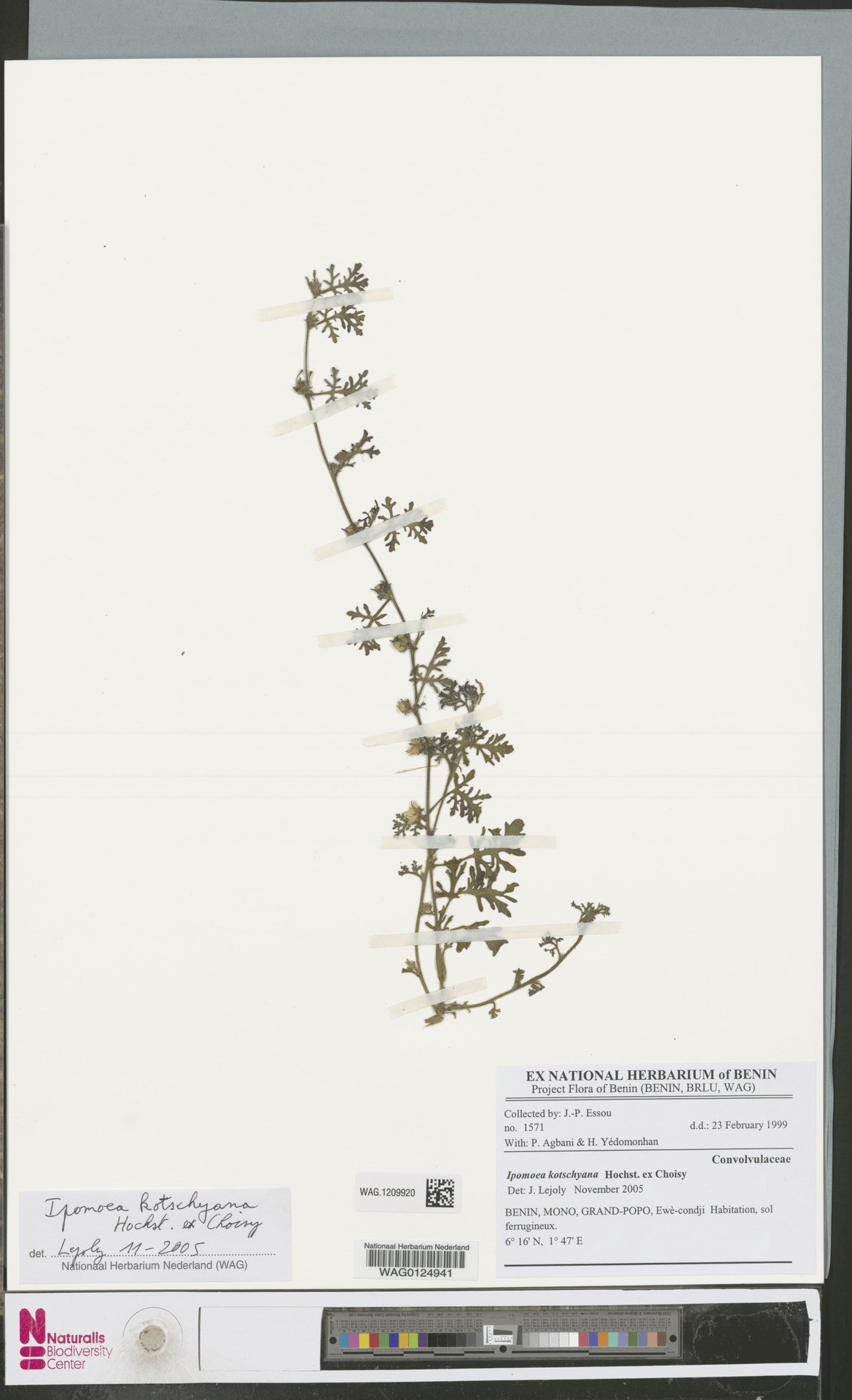 Ipomoea kotschyana
