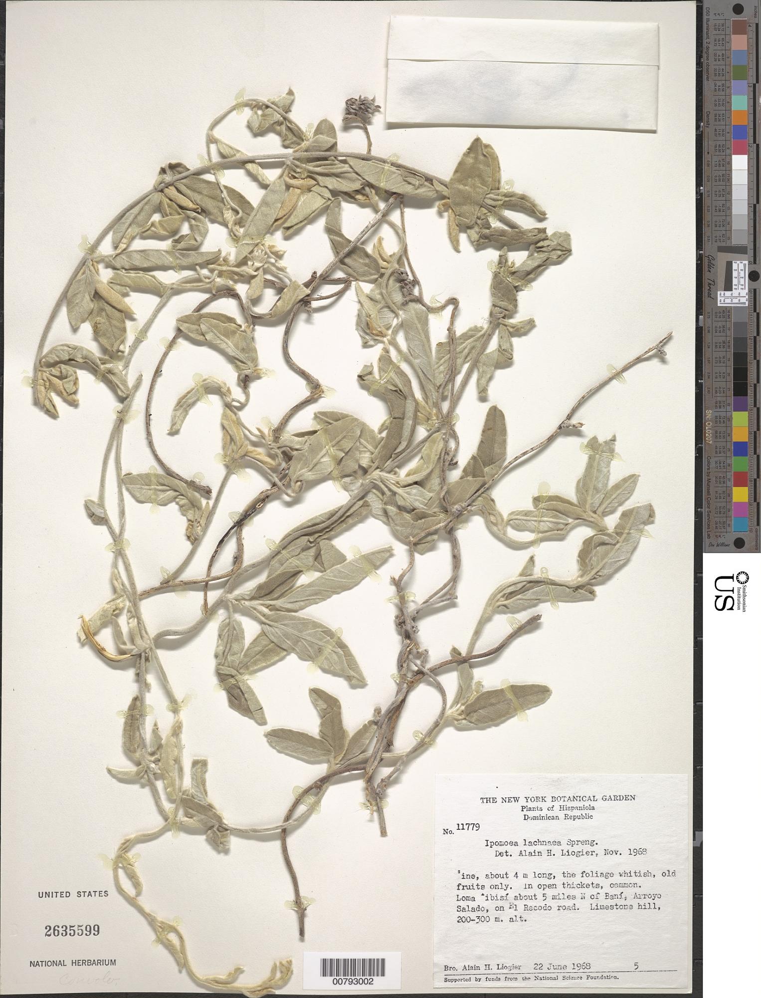 Ipomoea lachnaea