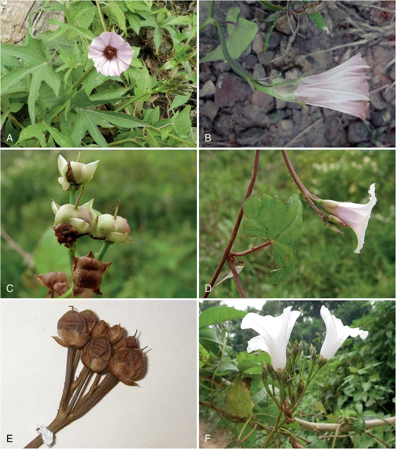 Ipomoea lactifera