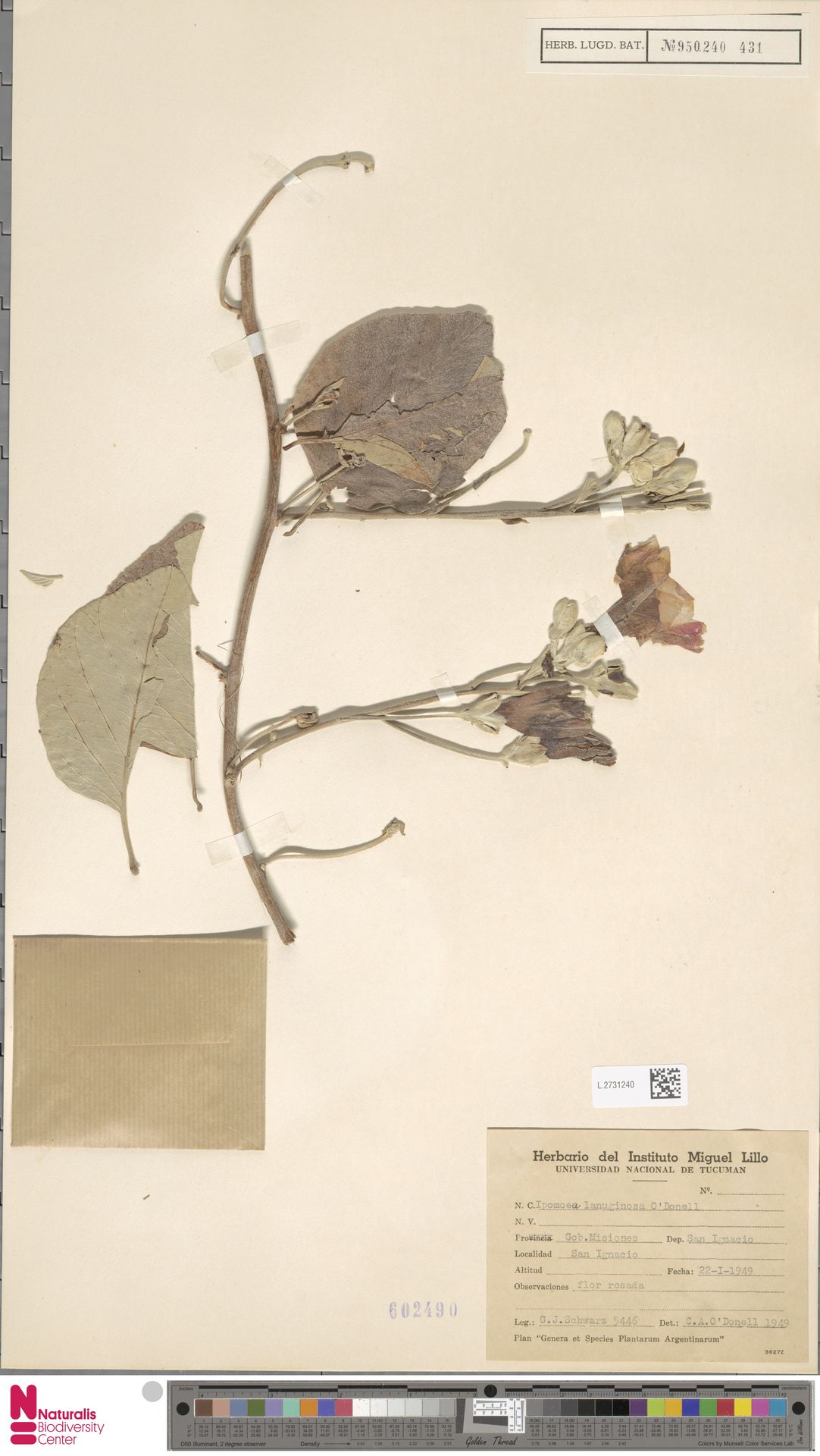 Ipomoea lanuginosa