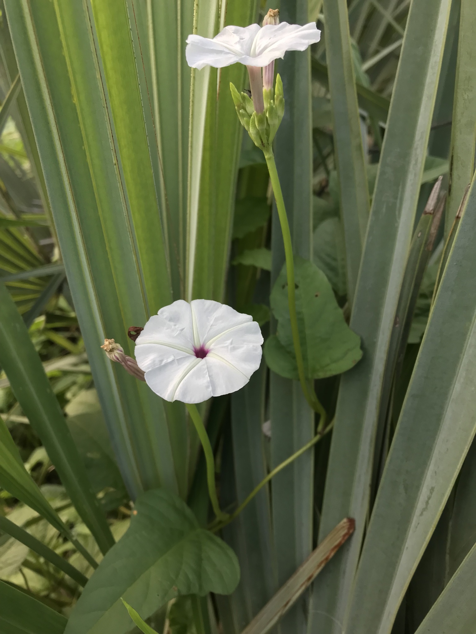 Ipomoea lapathifolia
