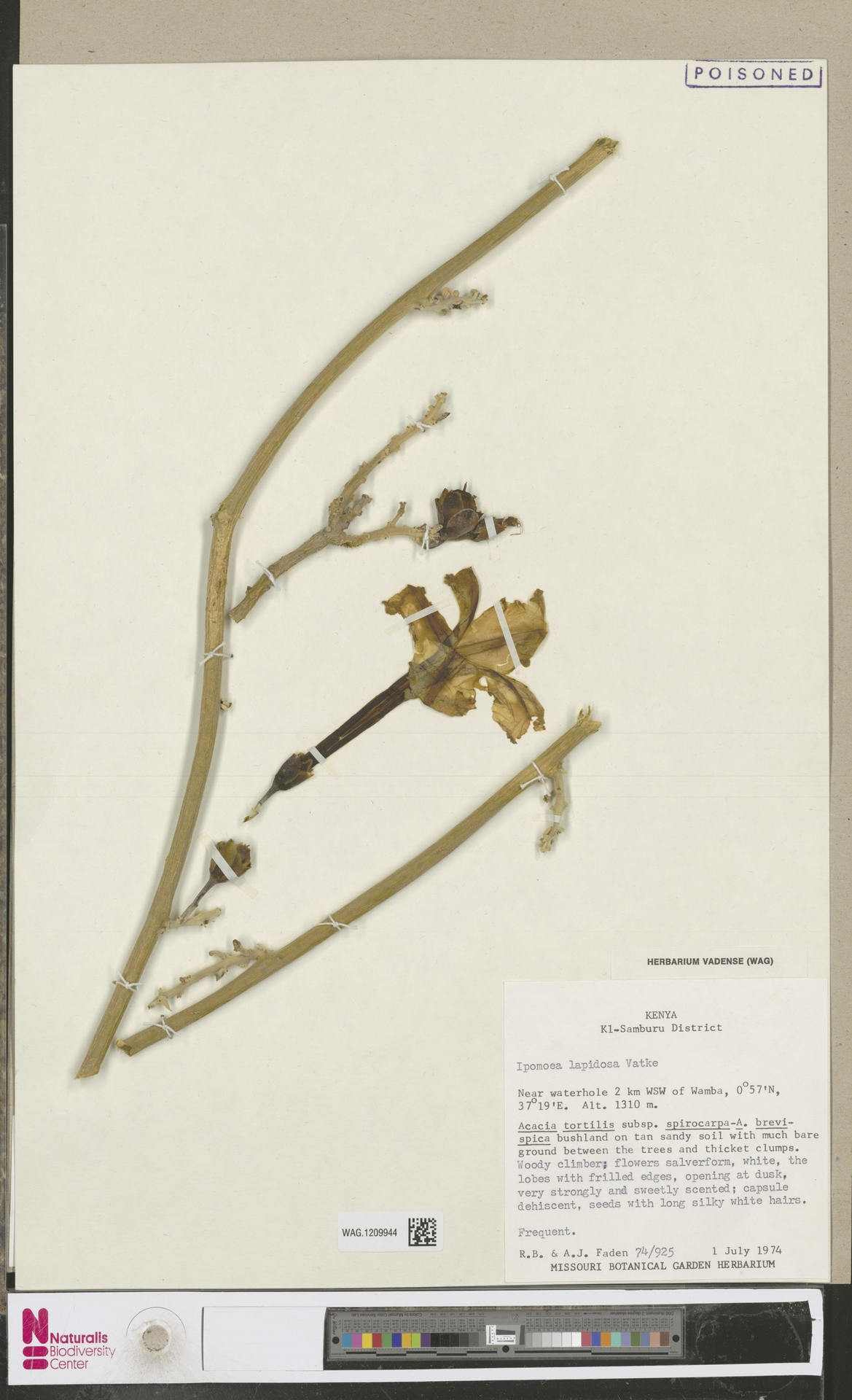 Ipomoea lapidosa