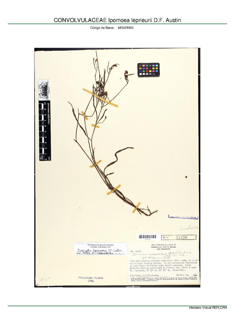 Ipomoea leprieurii