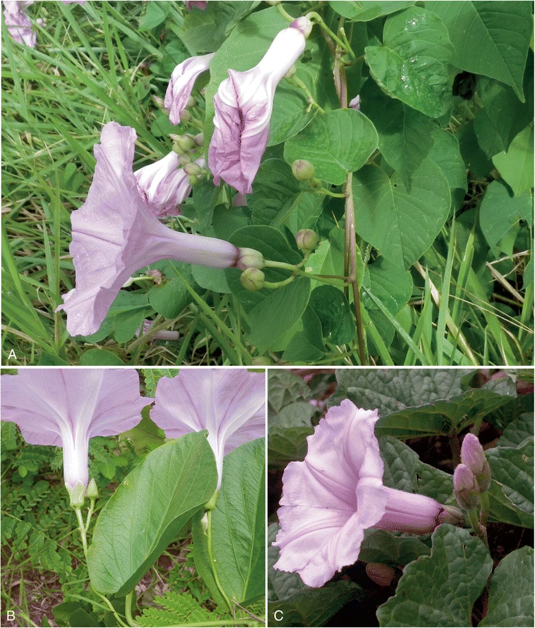 Ipomoea lilloana