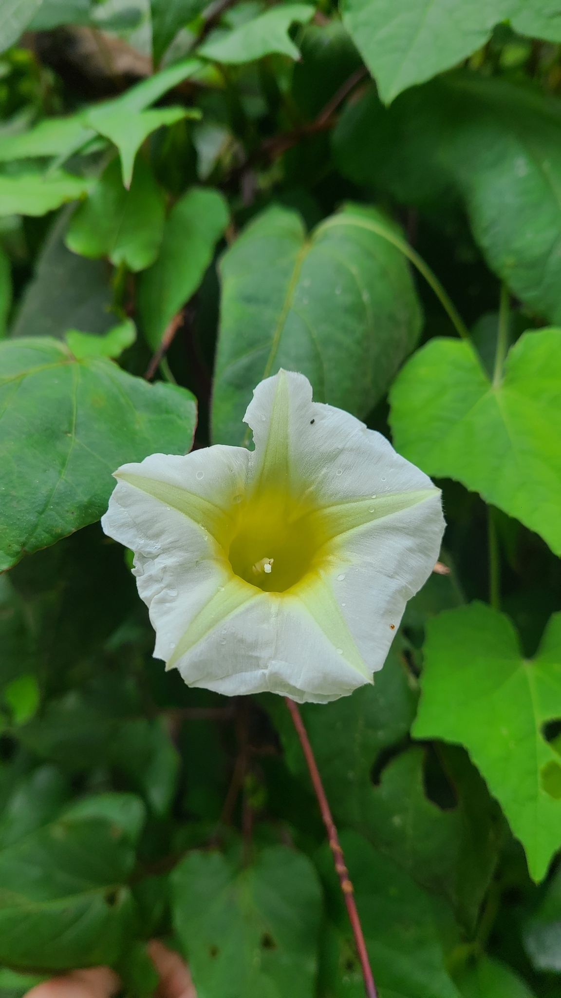 Ipomoea lindenii