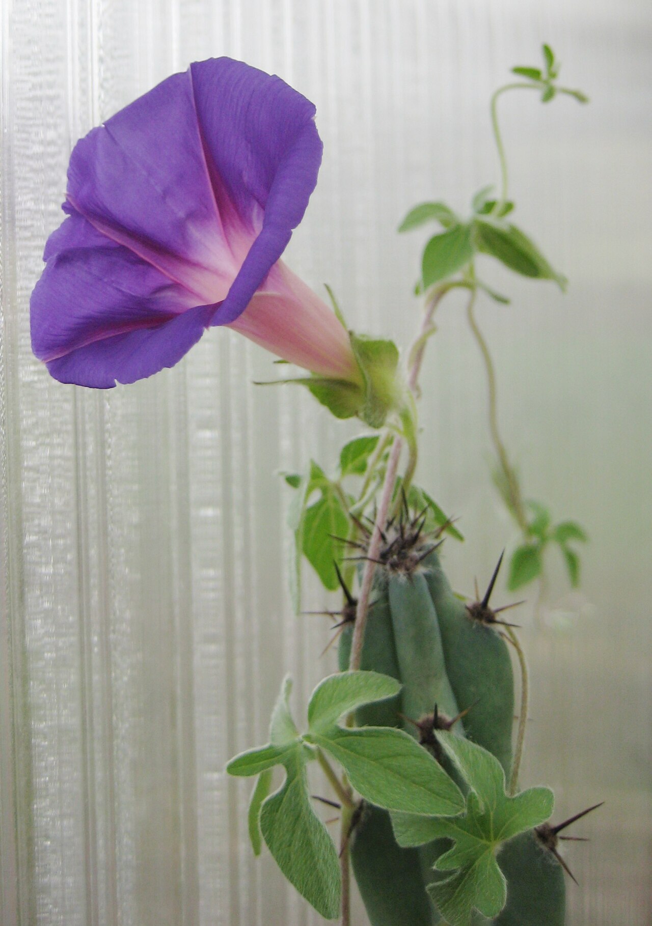 Ipomoea lindheimeri