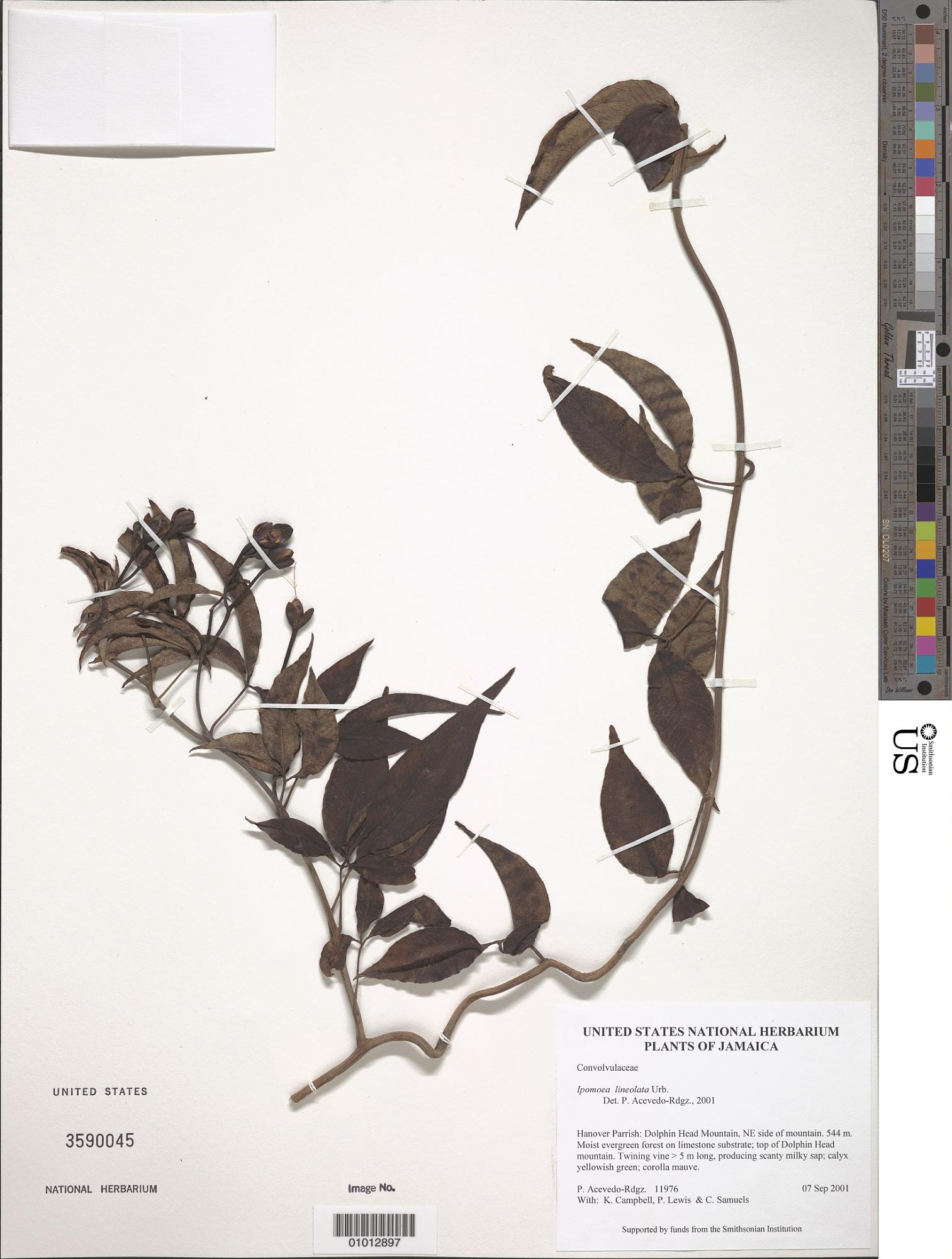 Ipomoea lineolata