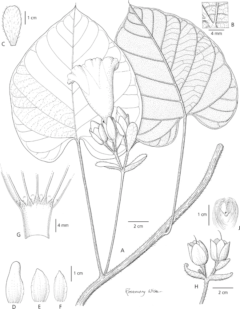 Ipomoea longibracteolata