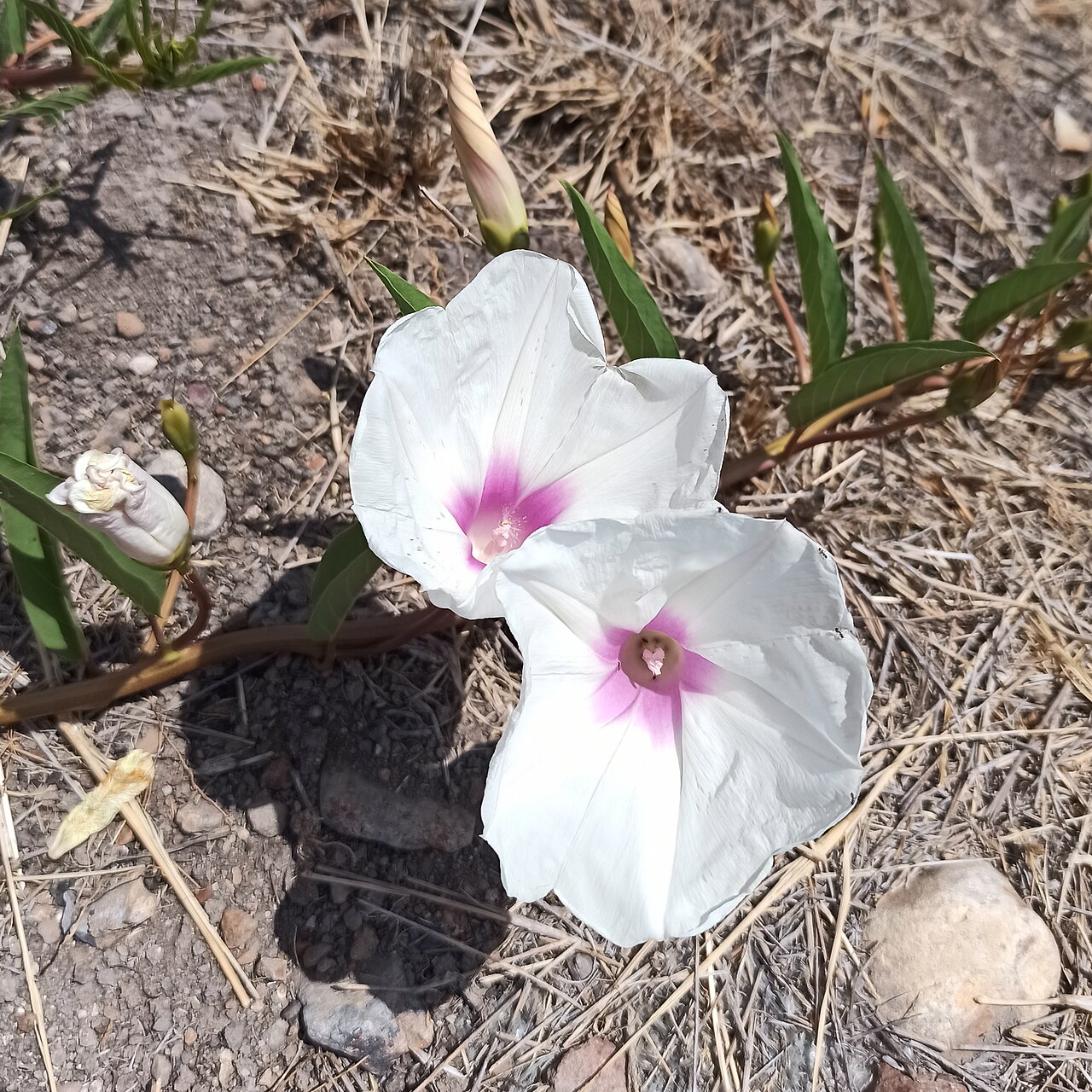 Ipomoea longifolia