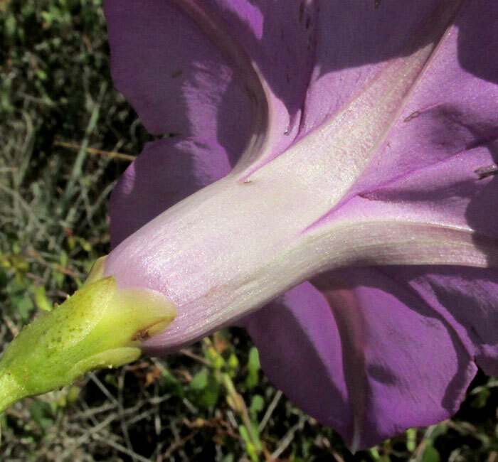 Ipomoea lozanii