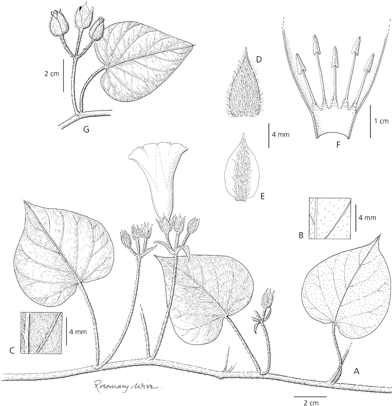 Ipomoea macarenaensis