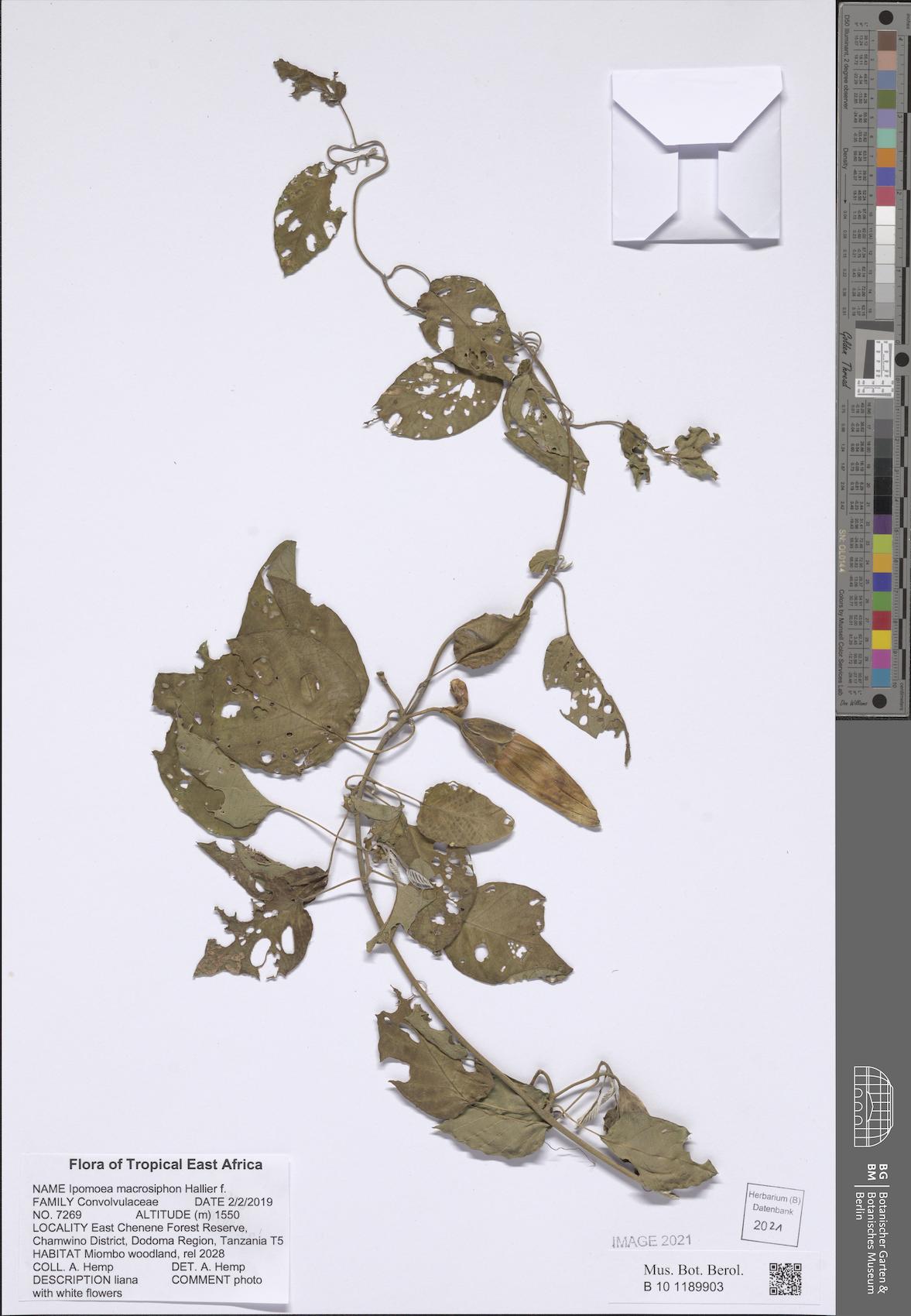 Ipomoea macrosiphon