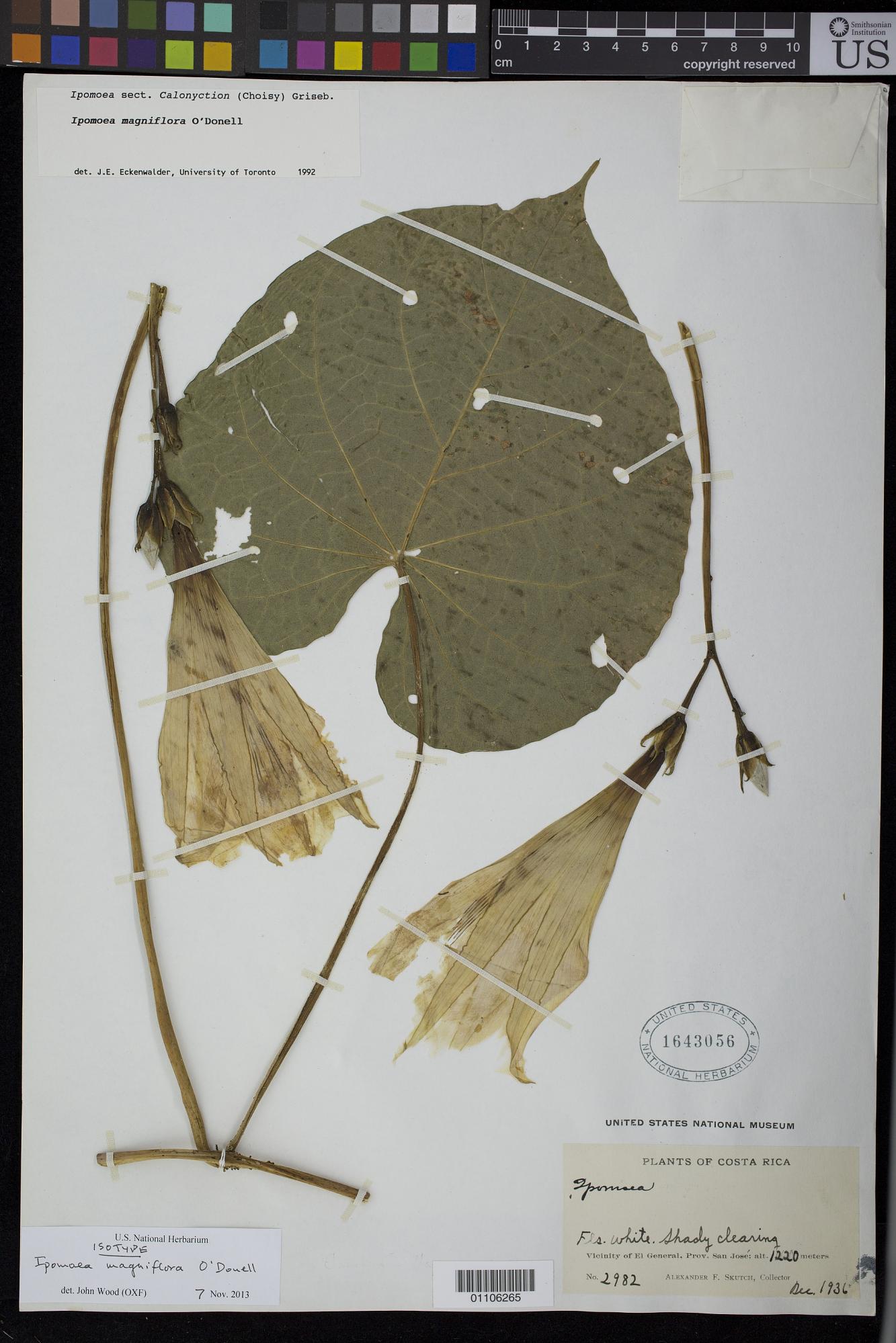 Ipomoea magniflora