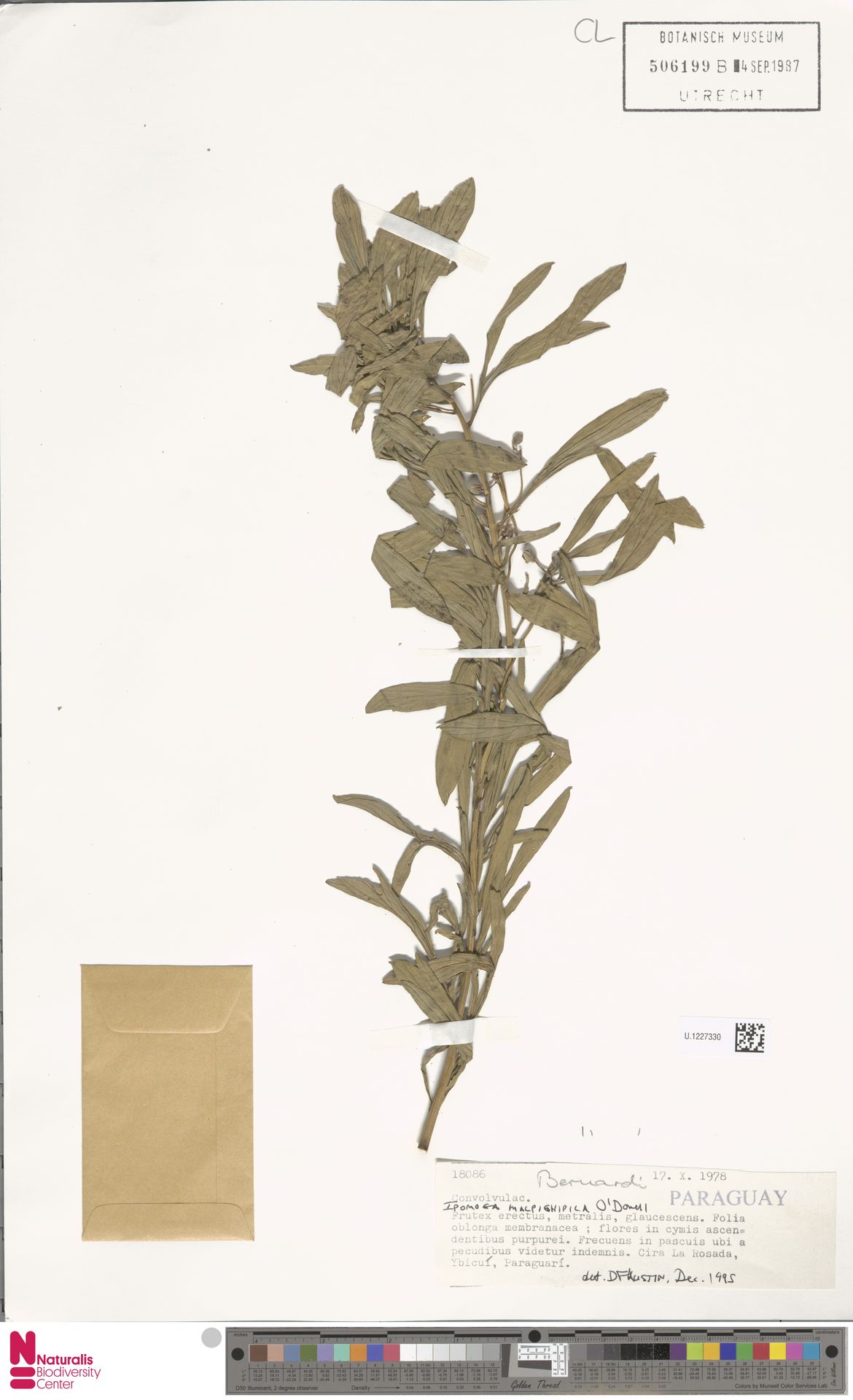 Ipomoea malpighipila