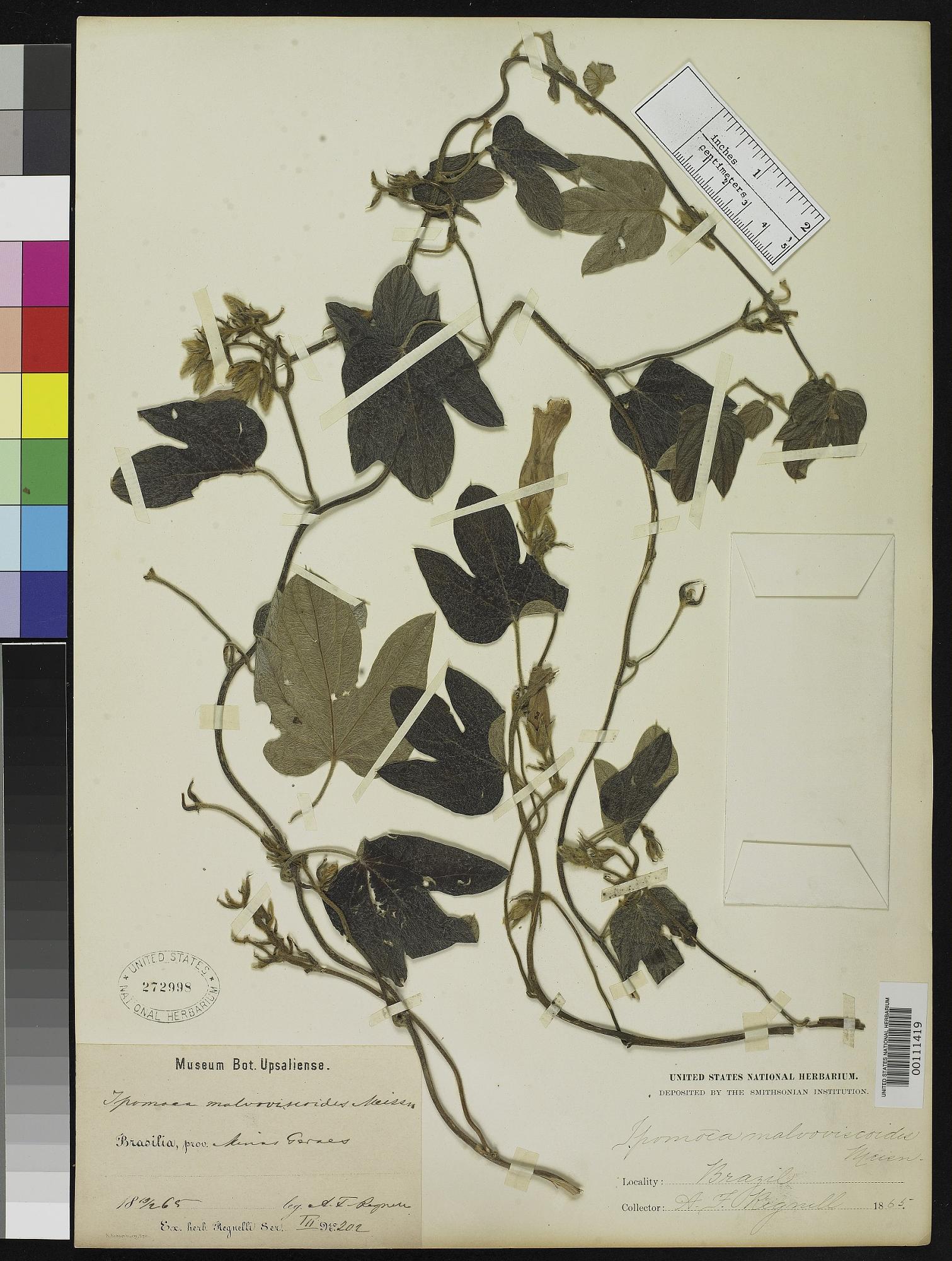Ipomoea malvaviscoides