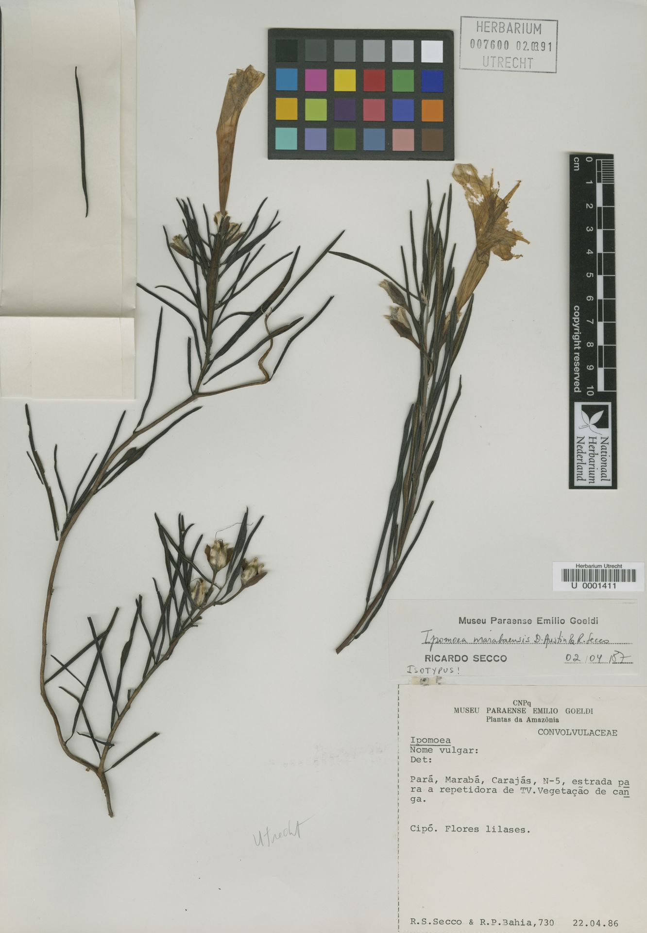 Ipomoea marabensis