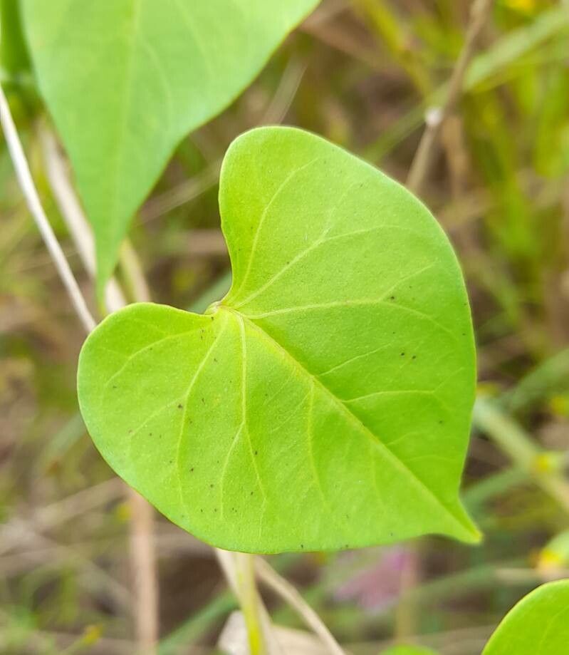 Ipomoea marginisepala