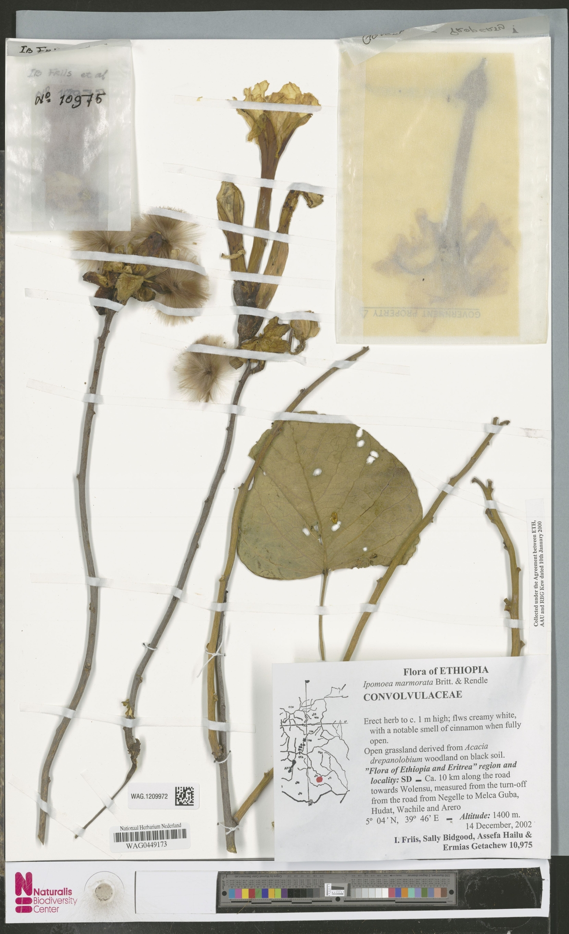 Ipomoea marmorata