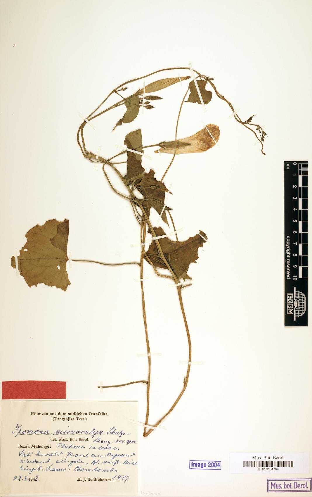 Ipomoea microcalyx