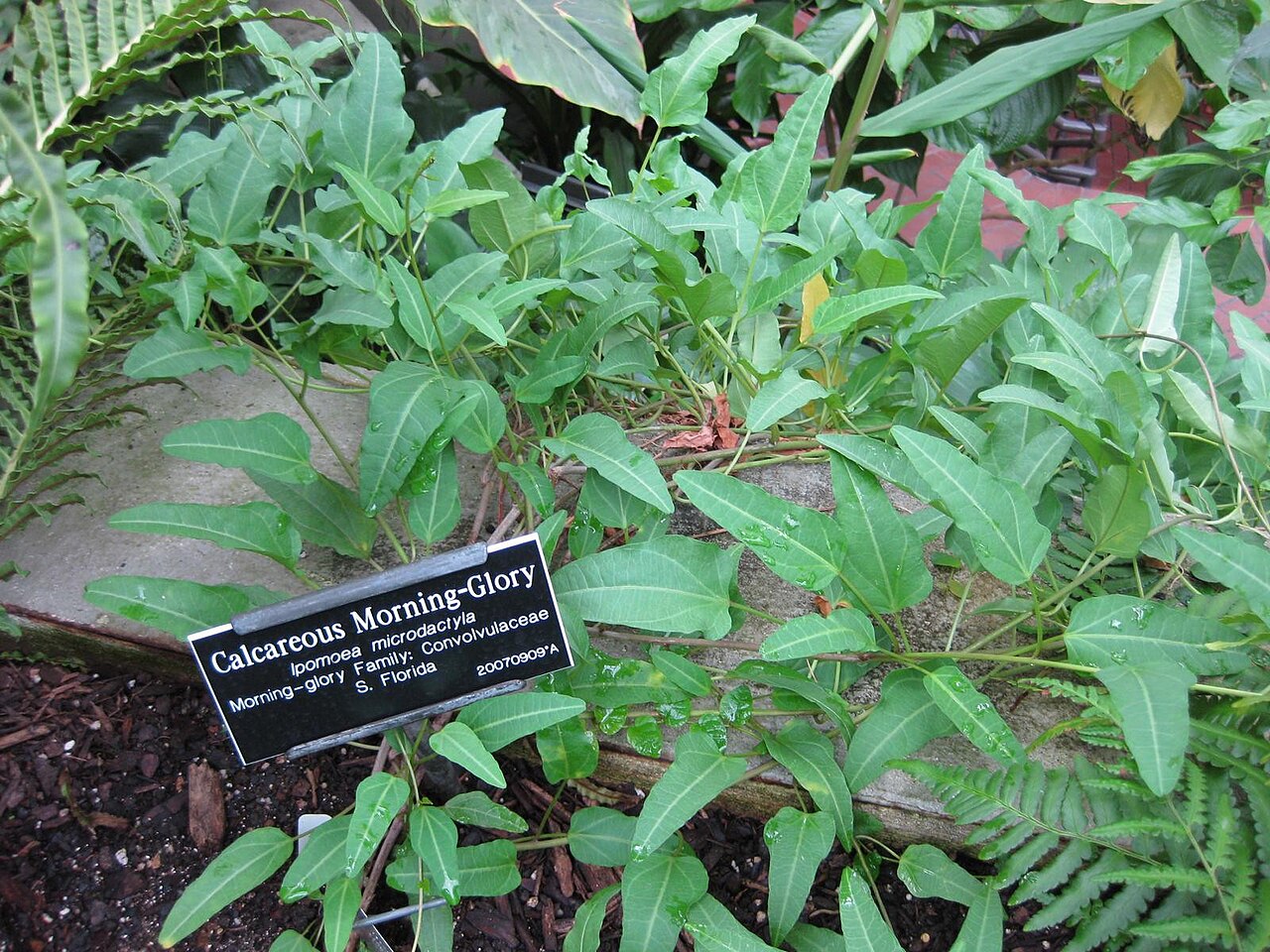 Ipomoea microdactyla