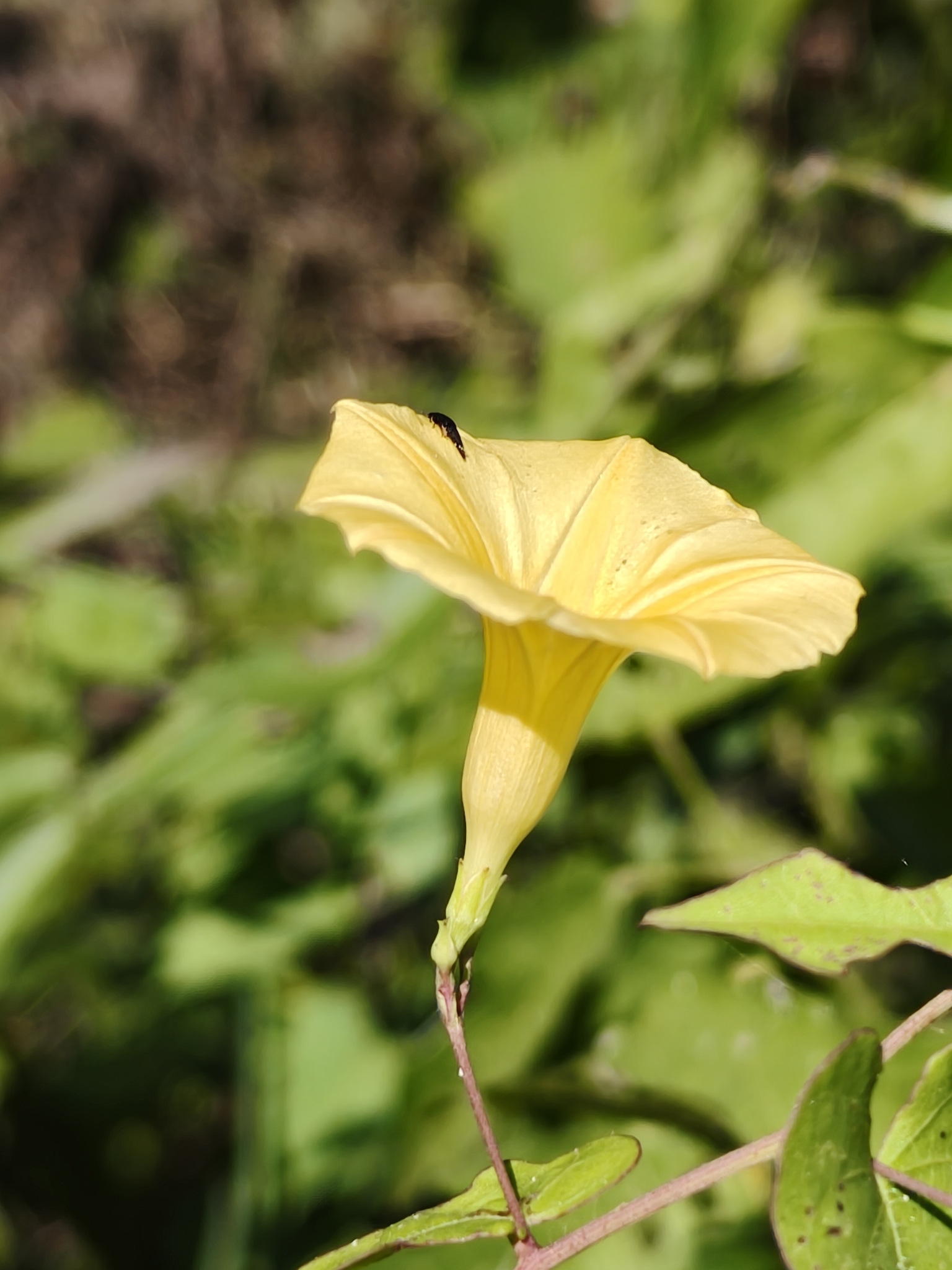 Ipomoea microsepala