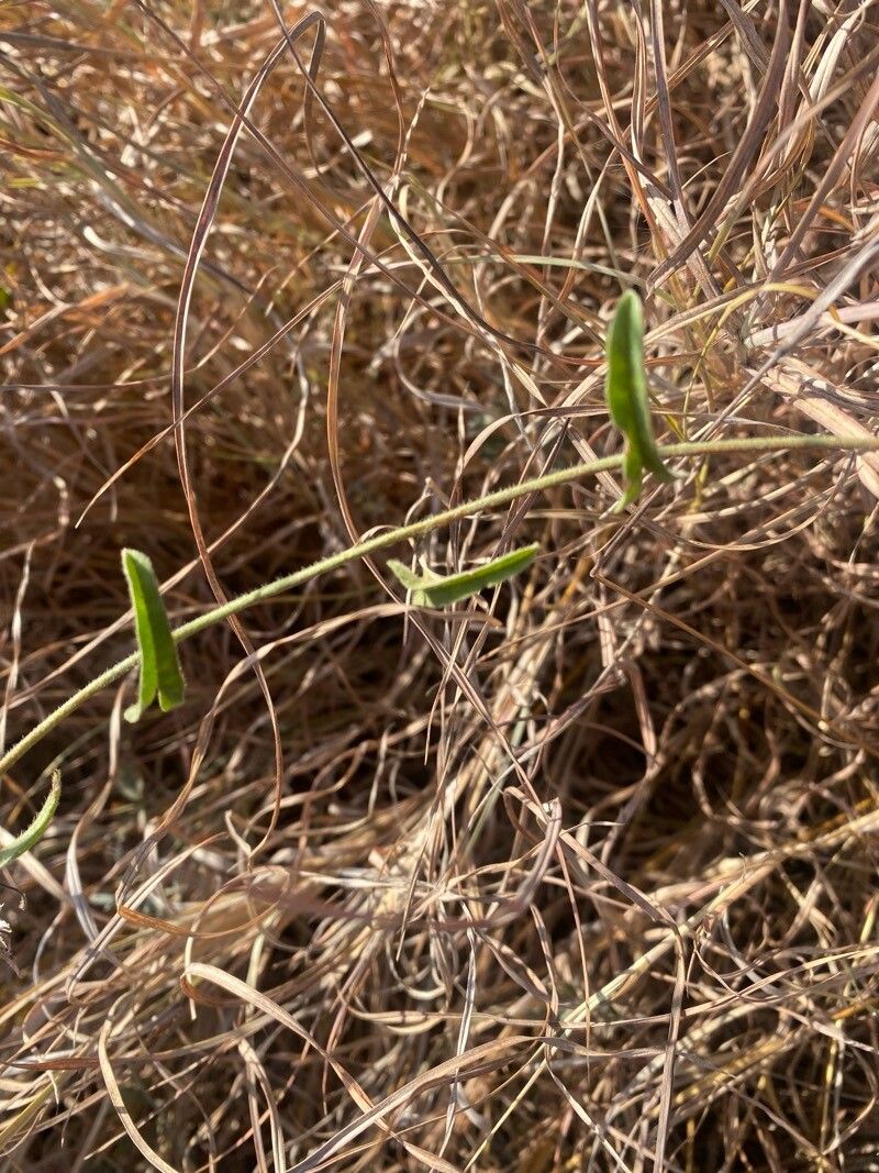 Ipomoea mombassana