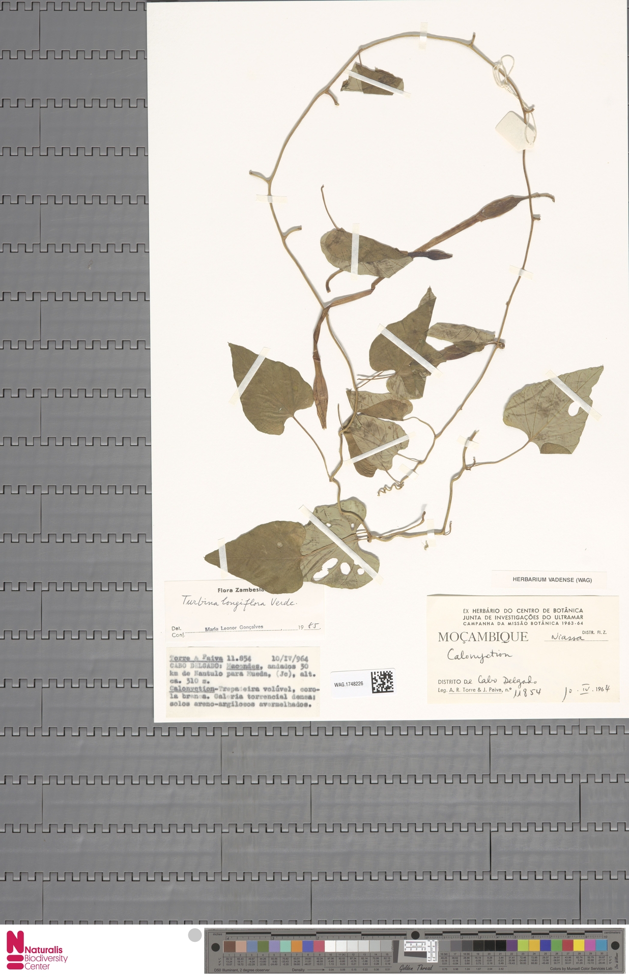 Ipomoea mozambicensis