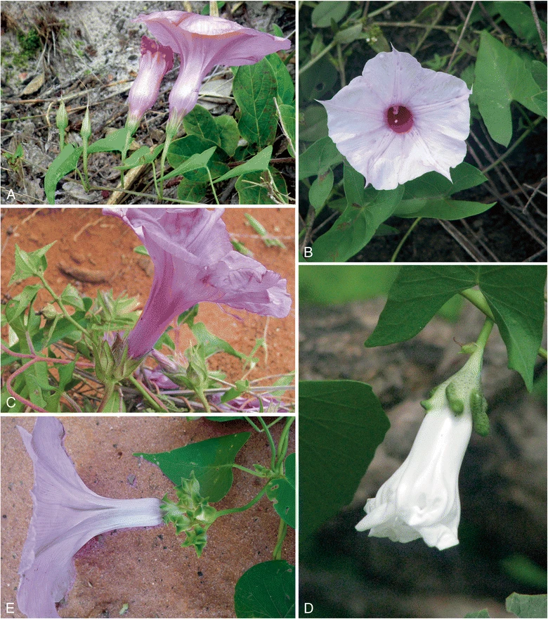 Ipomoea mucronatoproducta