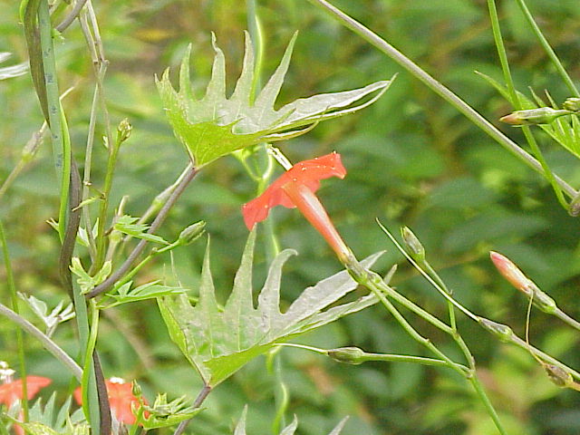 Ipomoea multifida