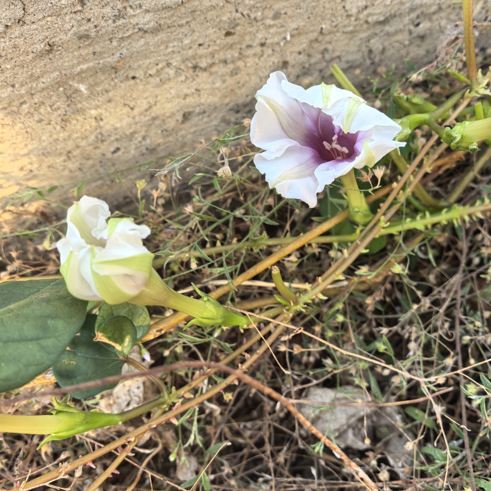 Ipomoea muricata