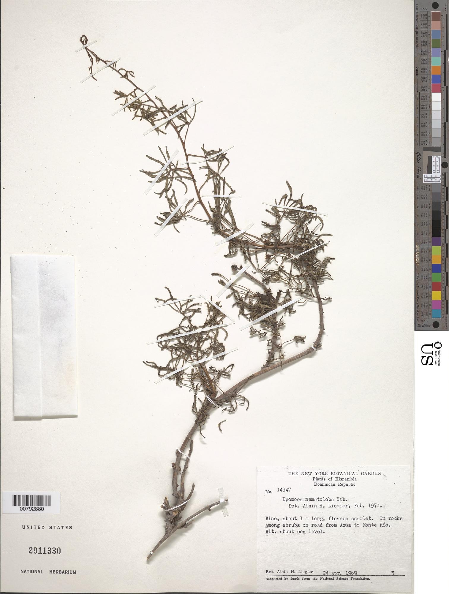 Ipomoea nematoloba