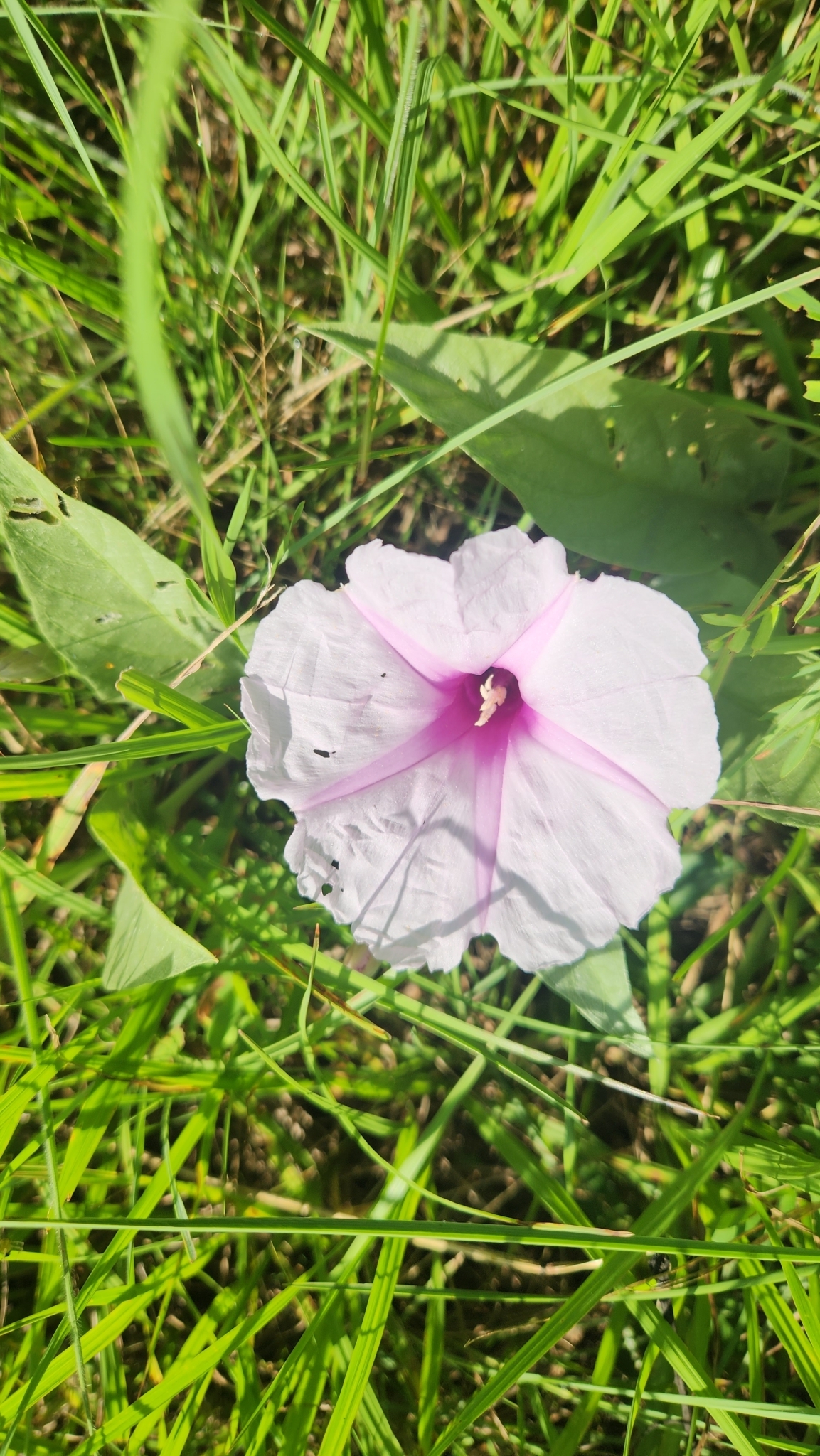 Ipomoea nitida