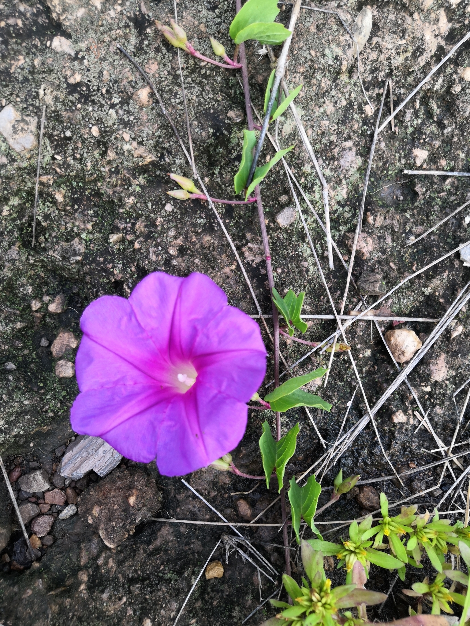 Ipomoea noctulifolia
