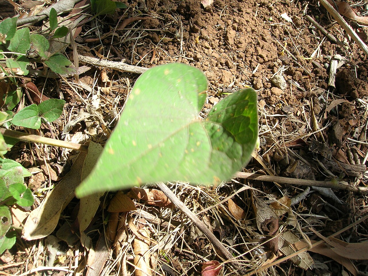 Ipomoea ochracea