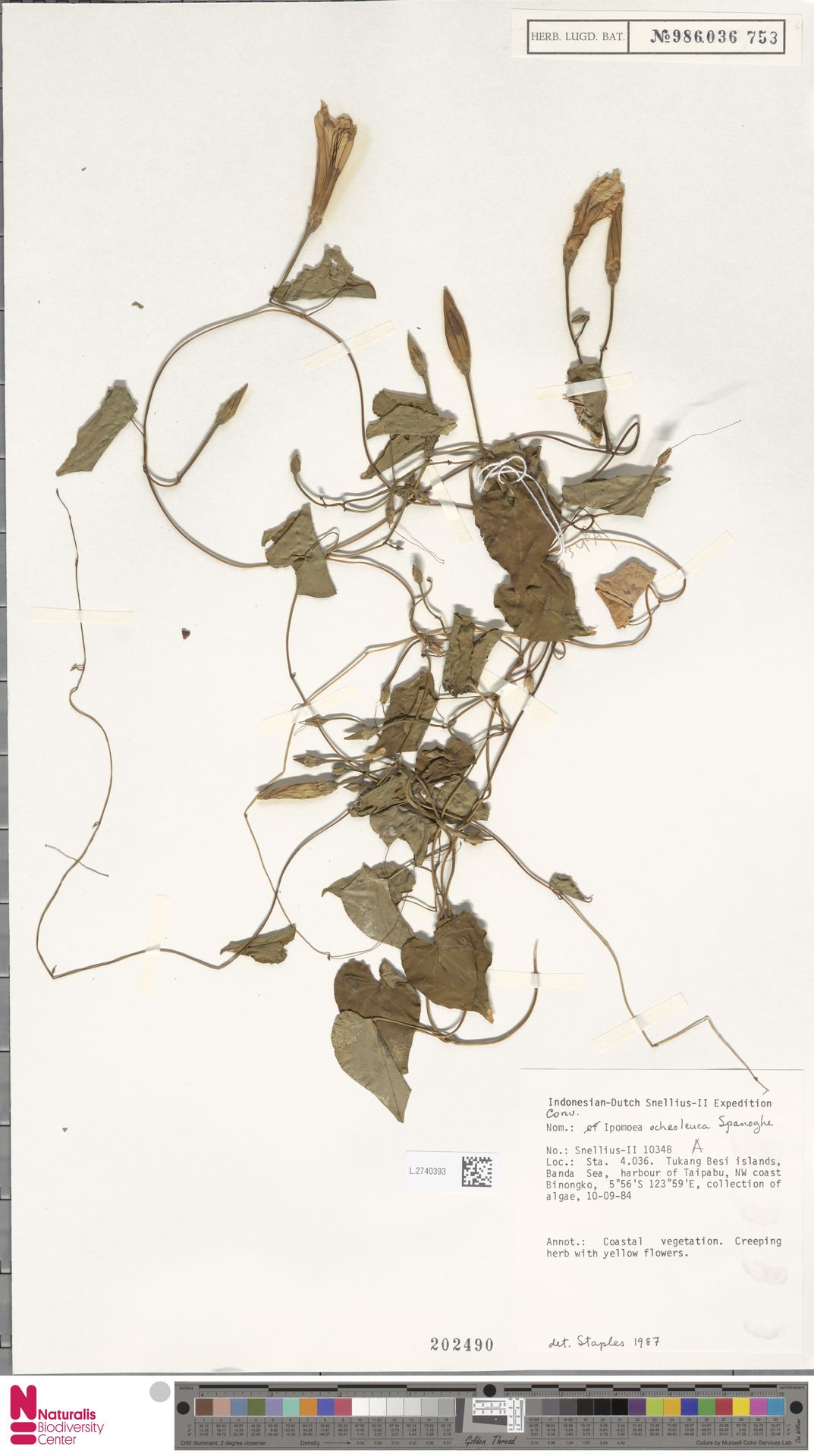 Ipomoea ochroleuca