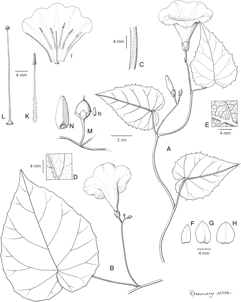 Ipomoea odontophylla