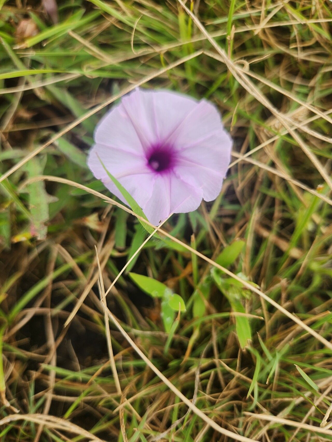 Ipomoea oenotherae