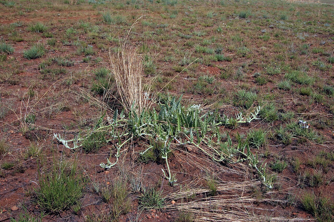 Ipomoea ommanneyi