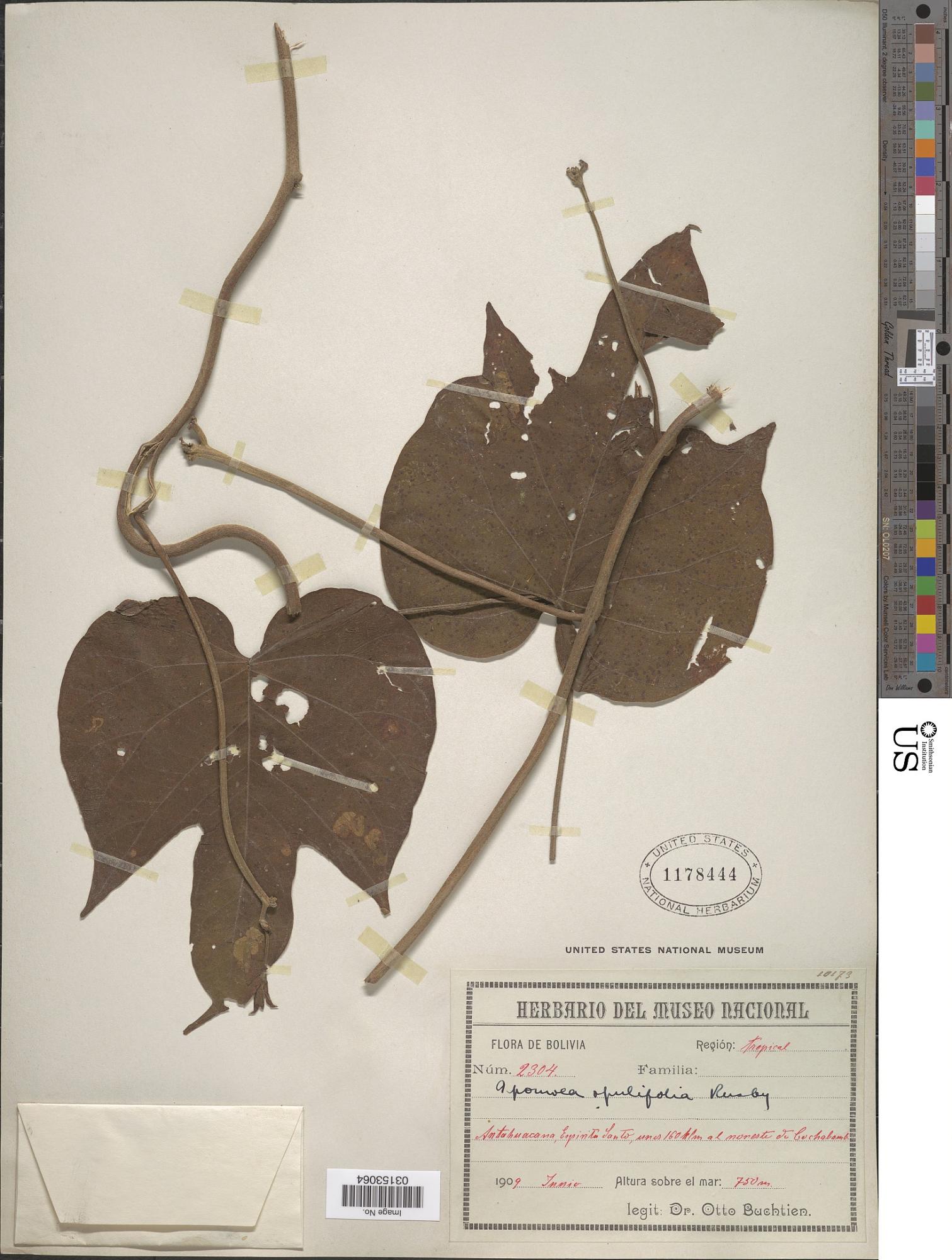 Ipomoea opulifolia