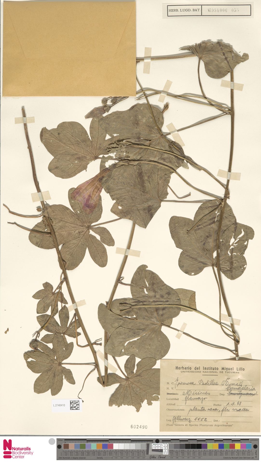 Ipomoea padillae