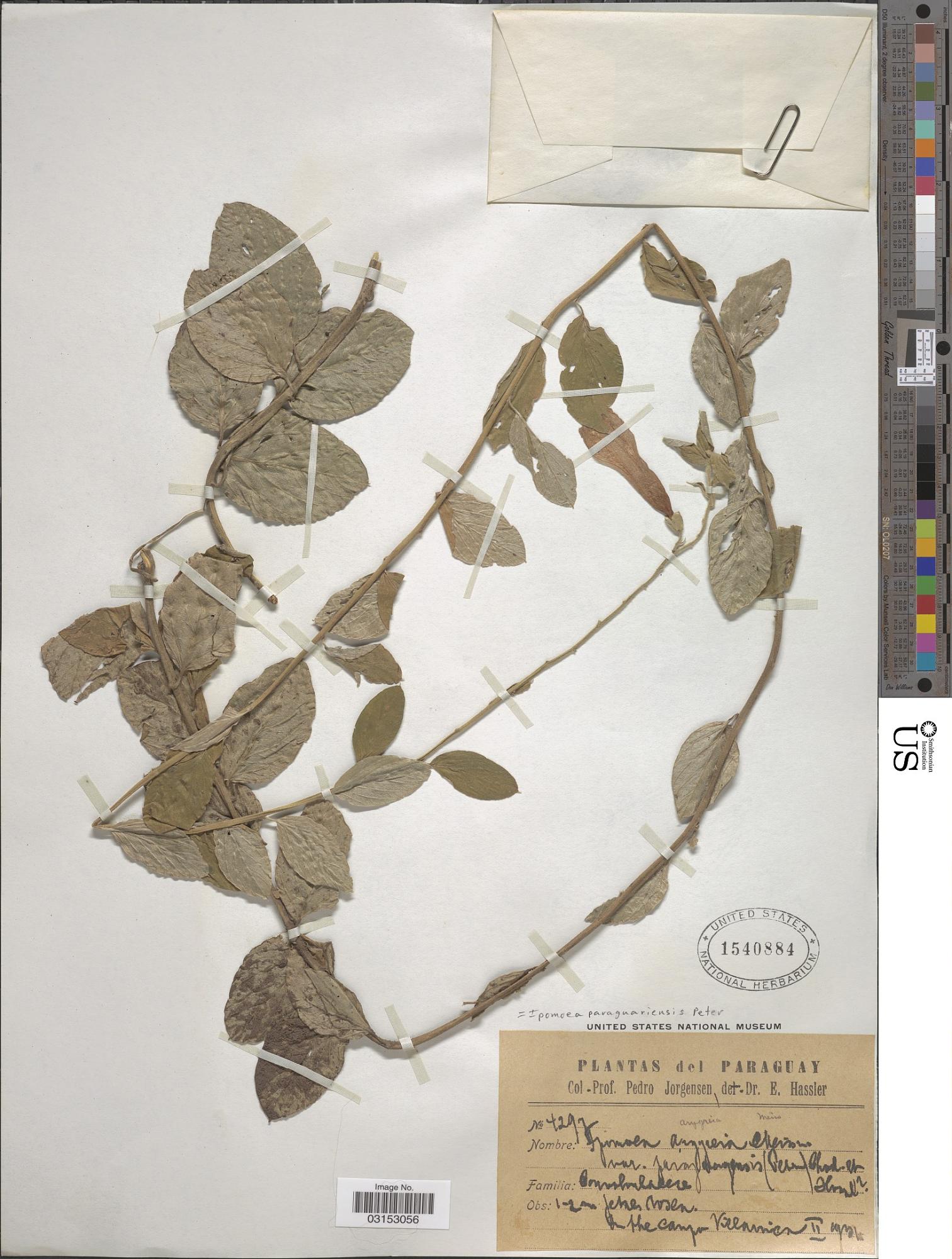 Ipomoea paraguariensis