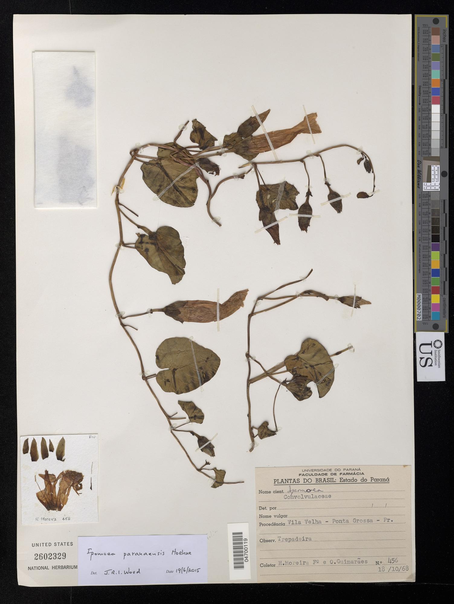 Ipomoea paranaensis