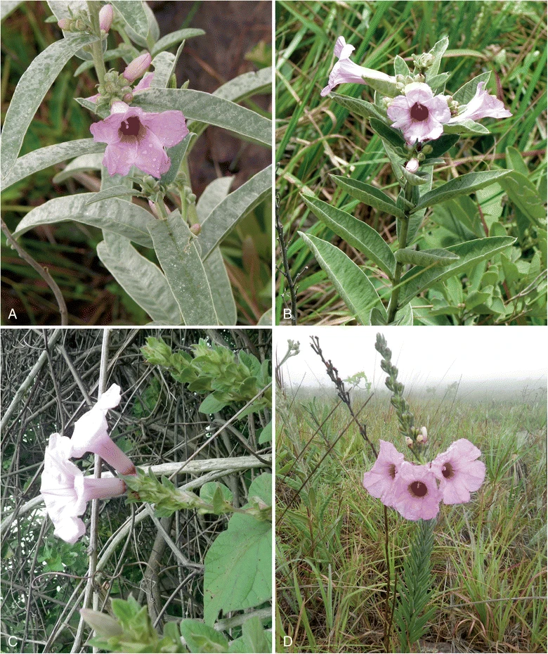 Ipomoea paulistana