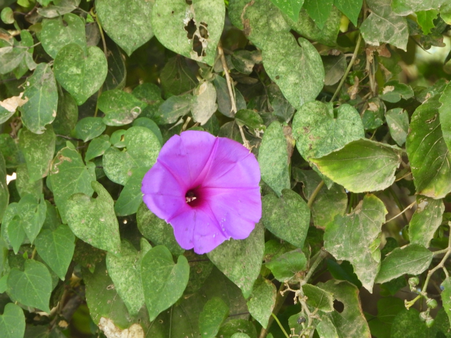 Ipomoea pedicellaris