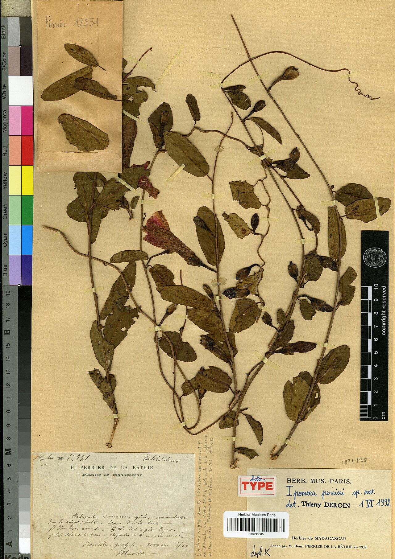 Ipomoea perrieri