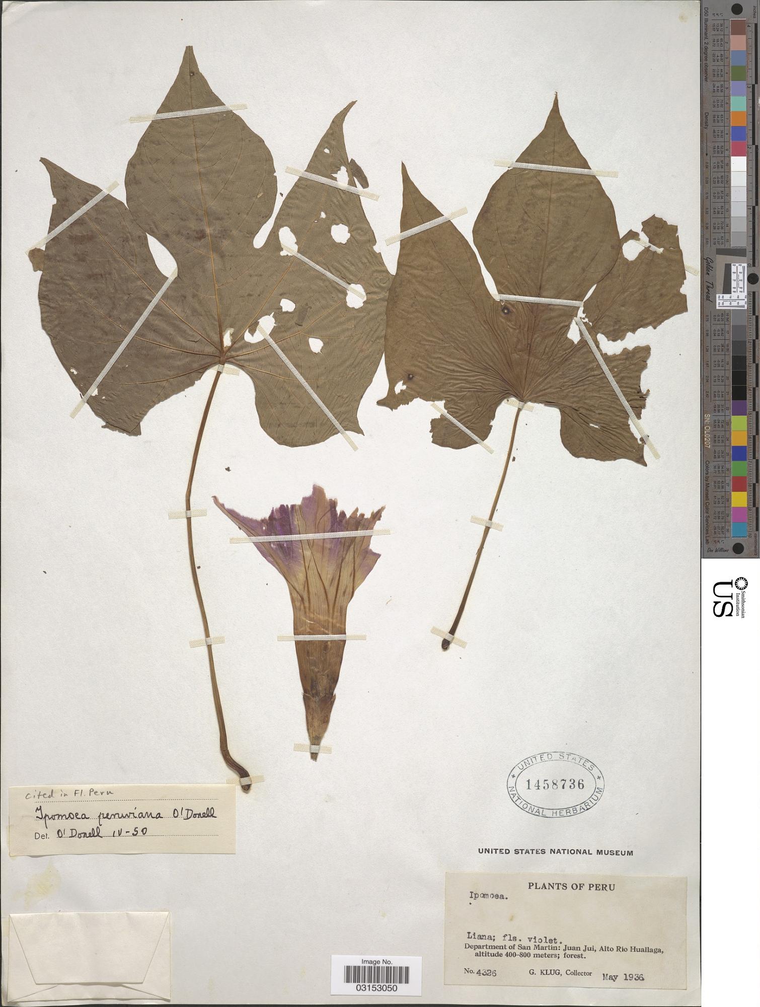 Ipomoea peruviana
