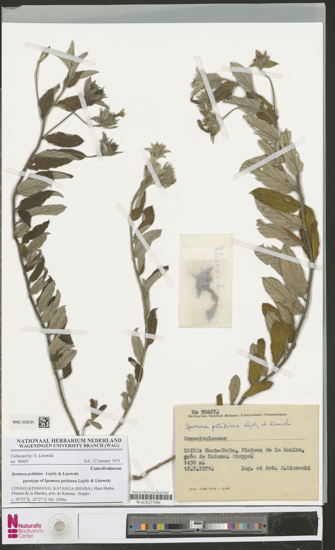 Ipomoea petitiana