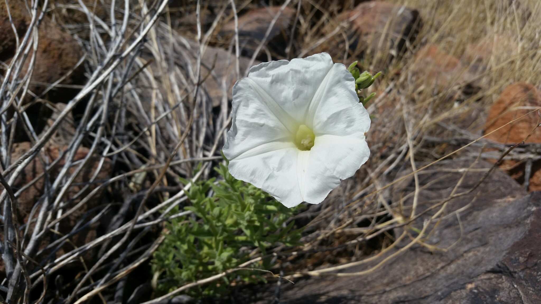 Ipomoea petrophila